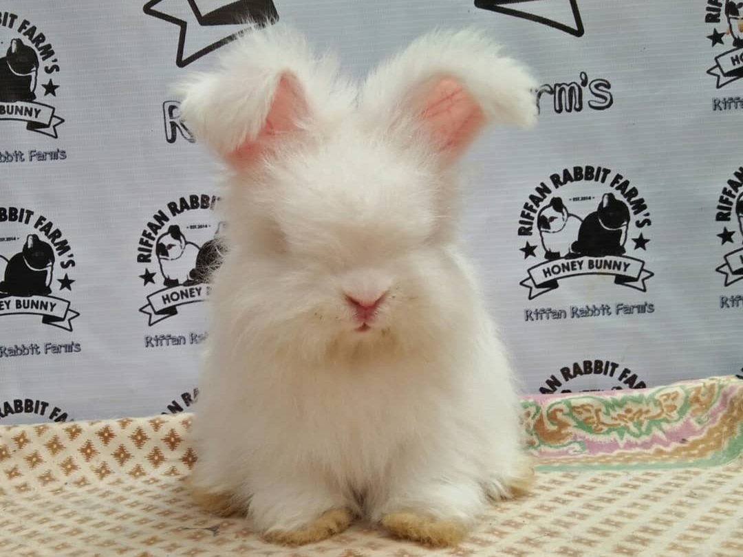 English Angora Rabbit