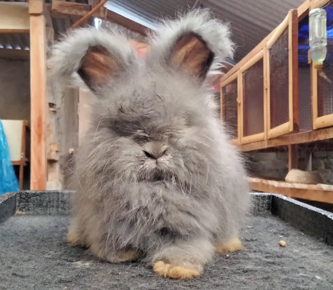 English Angora Rabbit
