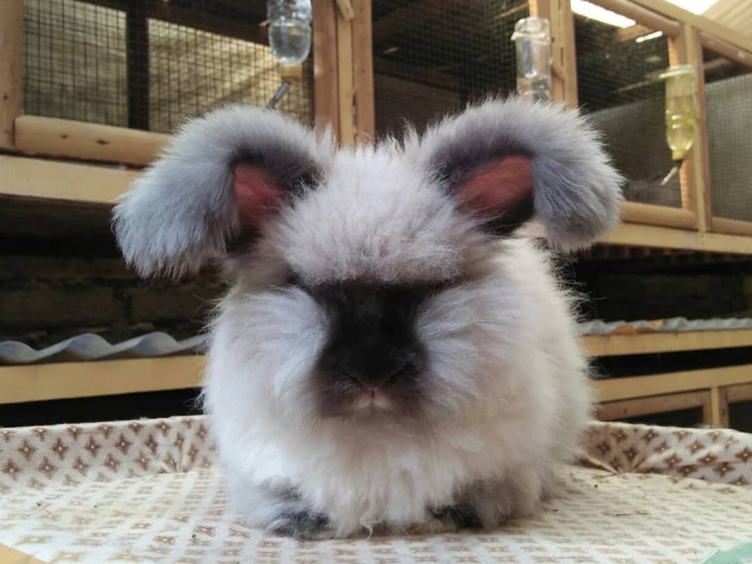 English Angora Rabbit