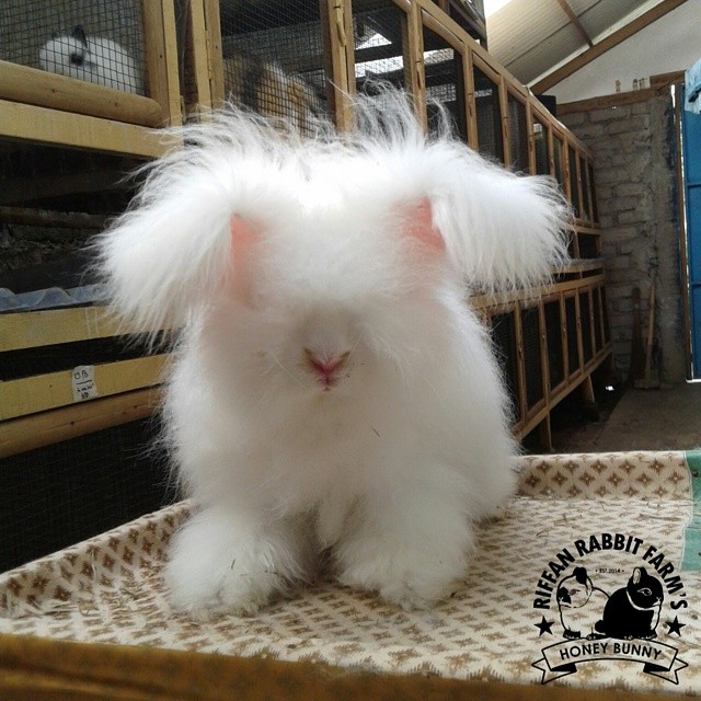 English Angora Rabbit