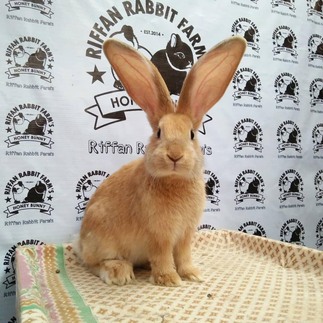 Flemish Giant Rabbit