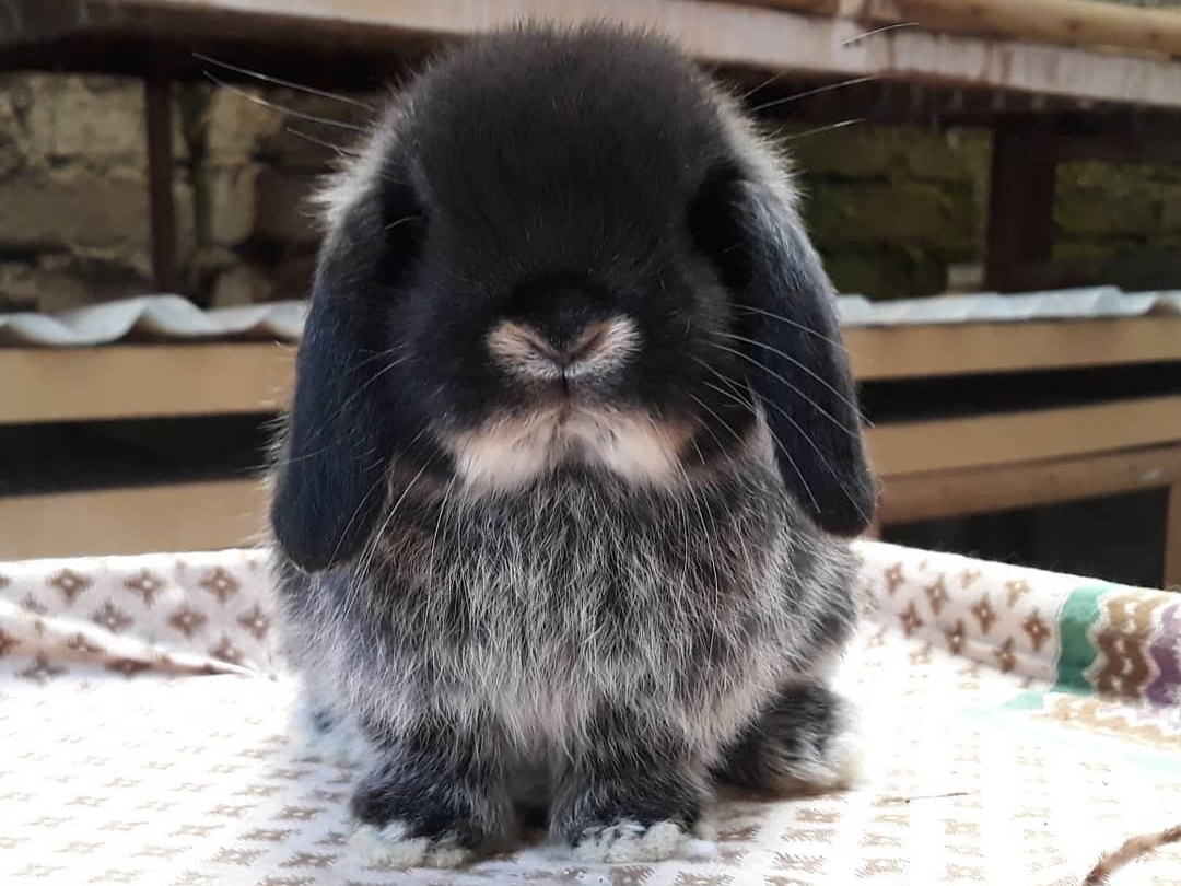 Holland Lop Rabbit