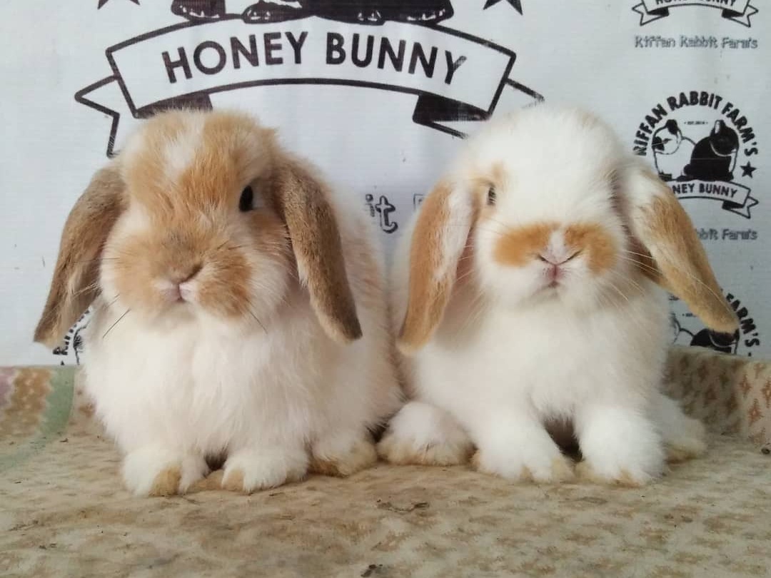 Holland Lop Rabbit