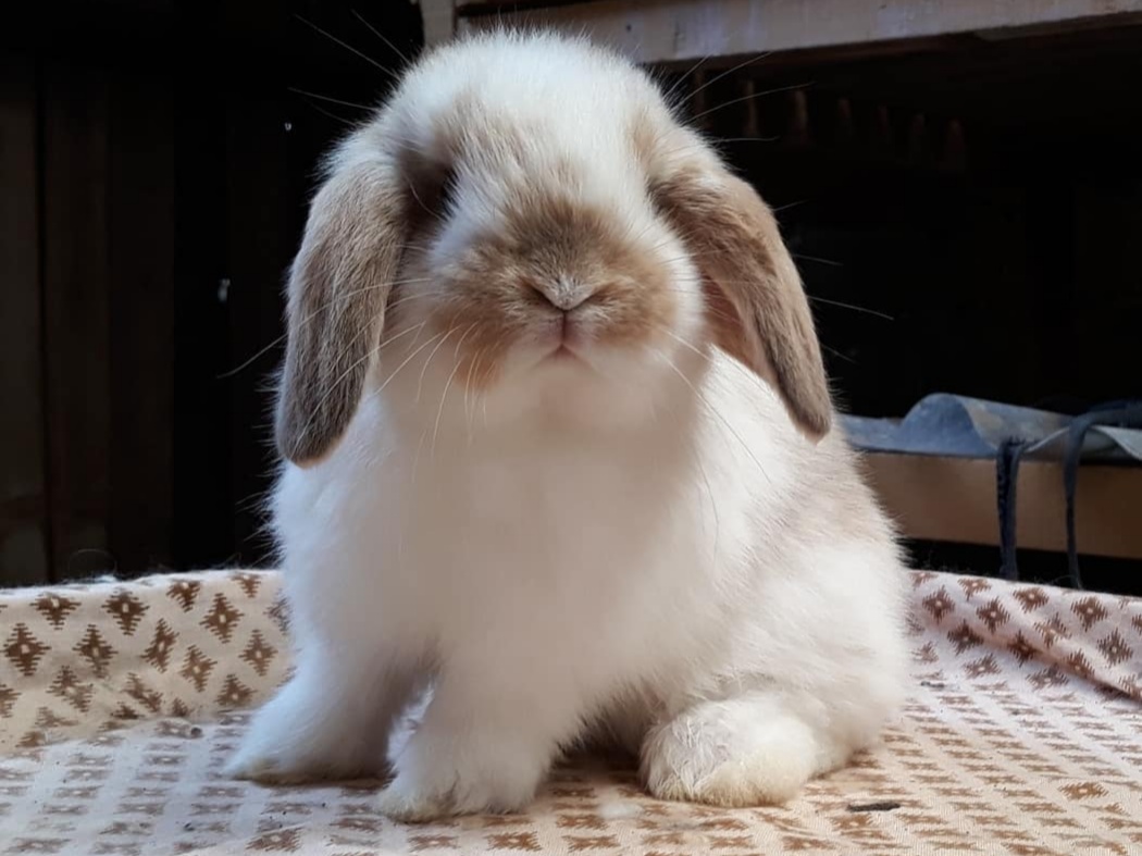 Holland Lop Rabbit