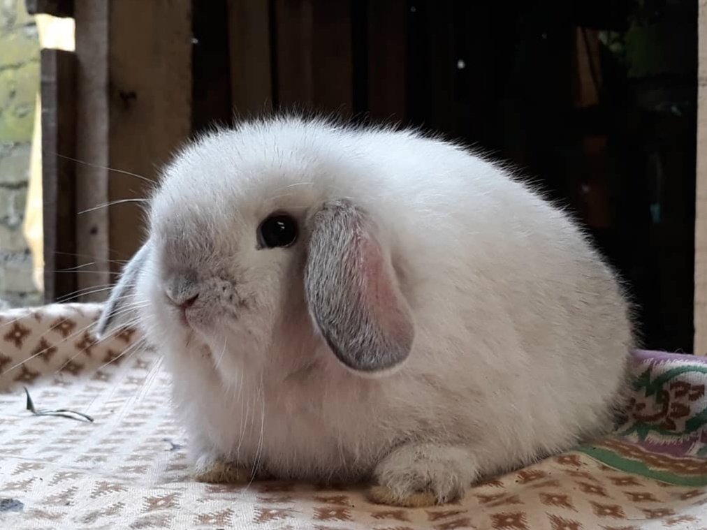 Holland Lop Rabbit