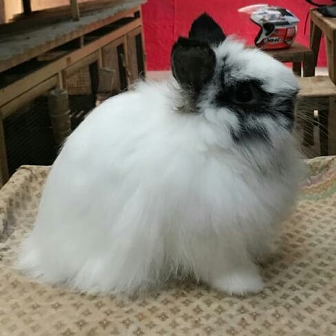 Jersey Wooly Rabbit