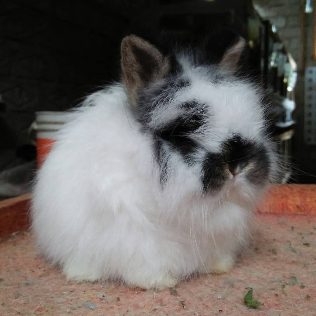 Jersey Wooly Rabbit