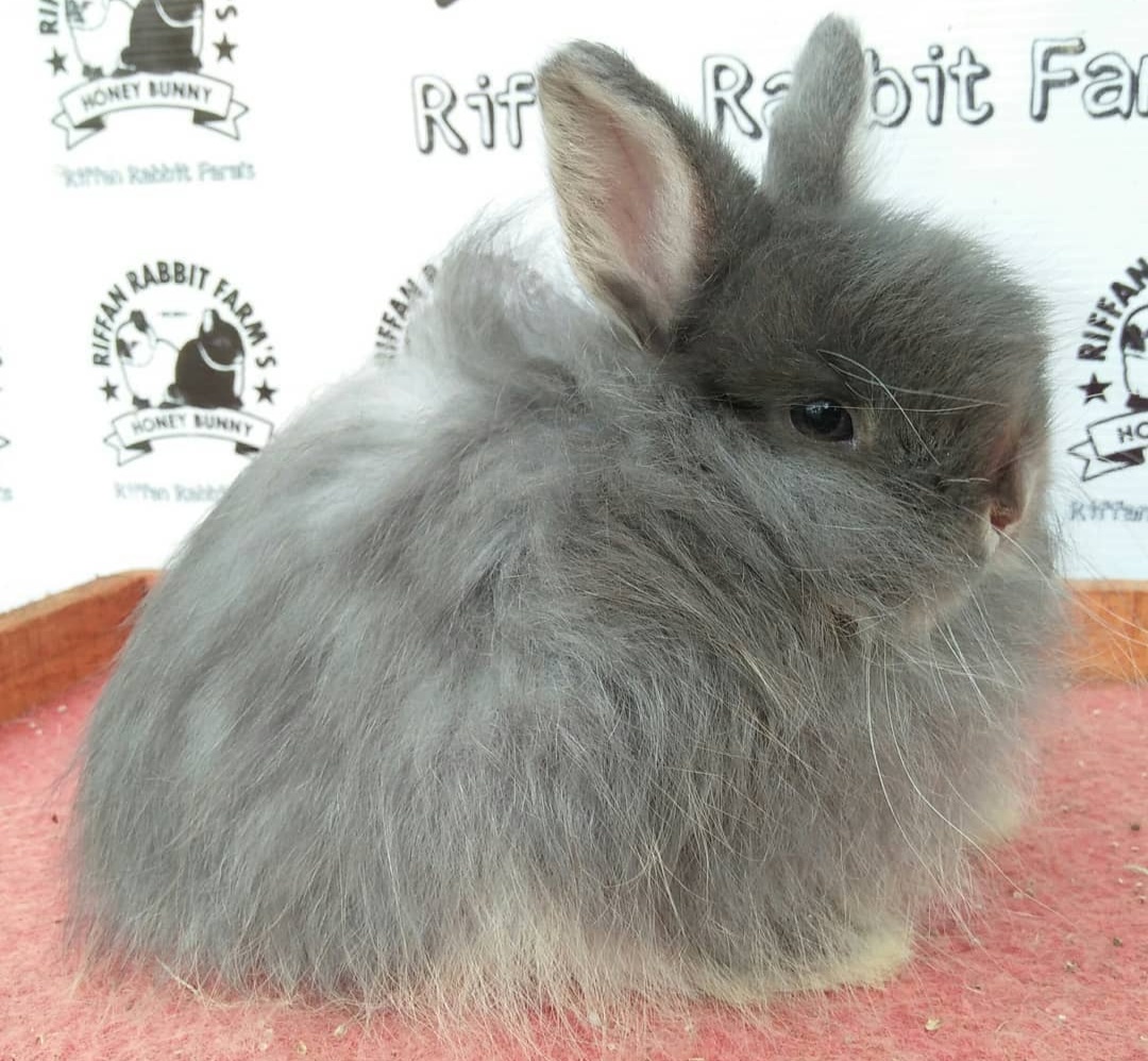 Jersey Wooly Rabbit