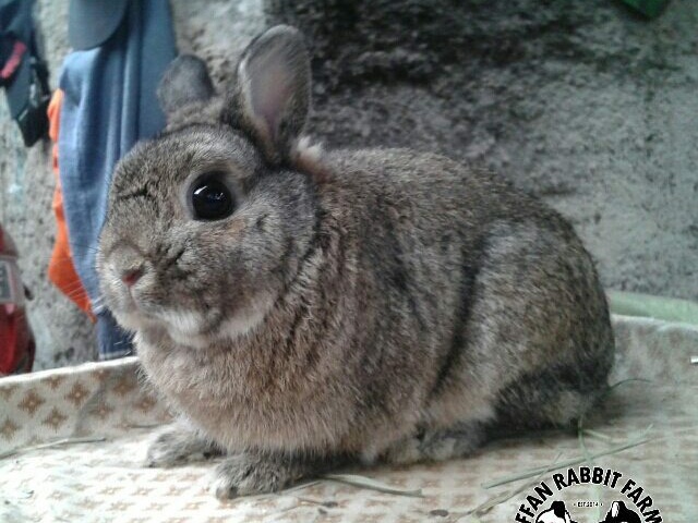 Netherland Dwarf Rabbit
