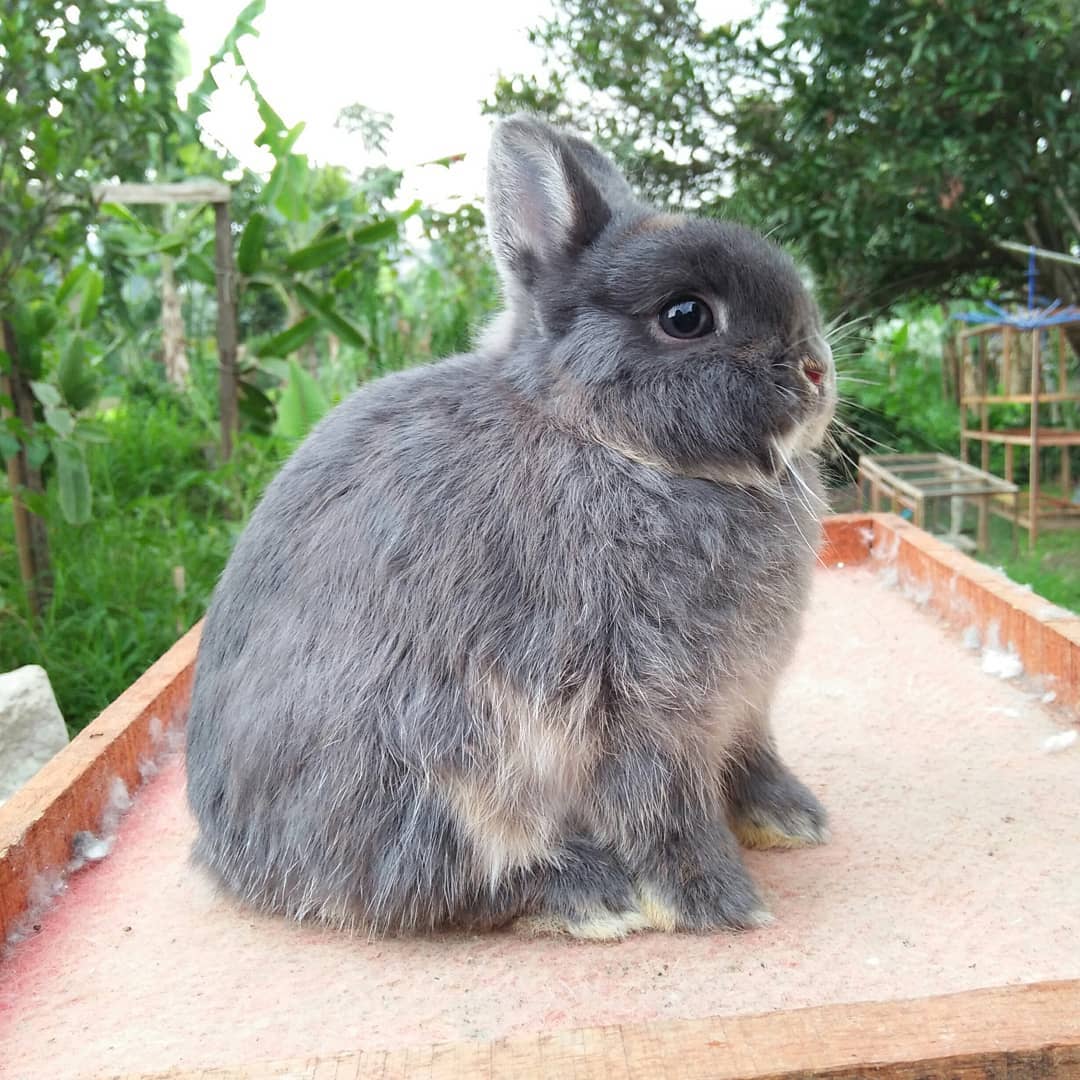 Netherland Dwarf Rabbit