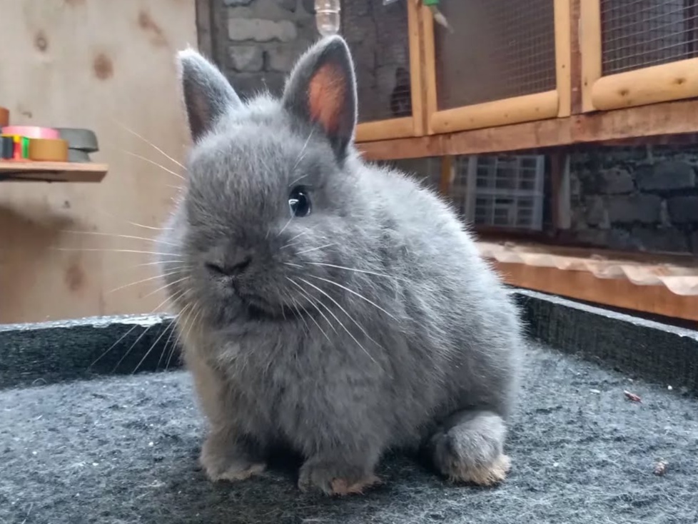 Netherland Dwarf Rabbit