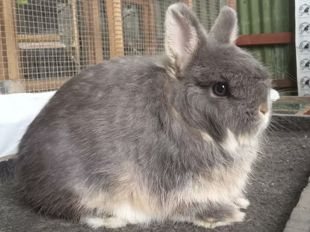 Netherland Dwarf Rabbit